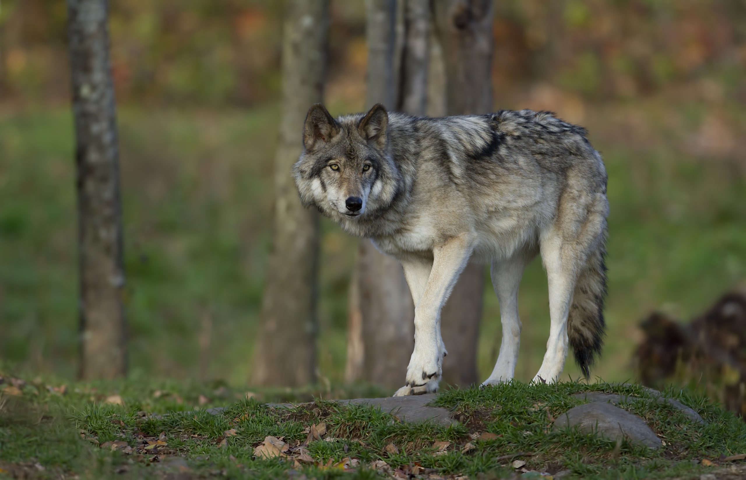Wolfsmanagement: Bundesländer müssen günstigen Erhaltungszustand endlich anerkennen
